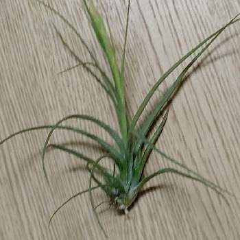 チランジア ムーンライトの投稿画像一覧 Greensnap グリーンスナップ