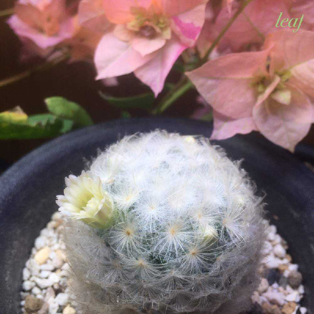 刺さらない サボテンの世界 痛くない Greensnap グリーンスナップ