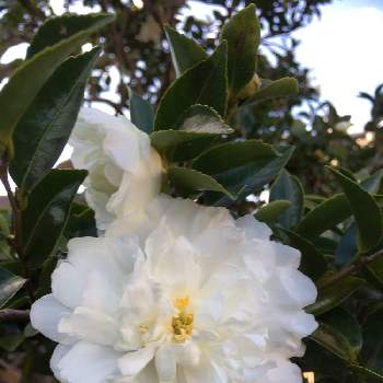 山茶花白八重の投稿画像一覧 Greensnap グリーンスナップ