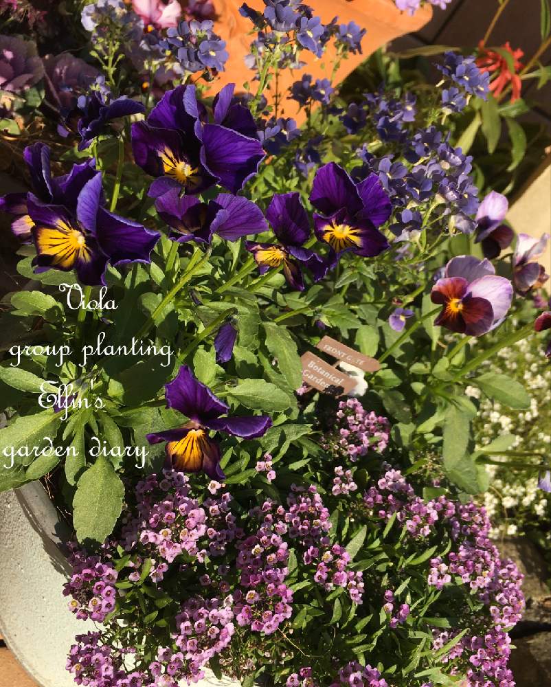 スイートアリッサム の投稿画像 By えるふぃんさん ネメシア メーテルとアンティークビオラファルファリアとネメシア メーテル ミッドナイトブルーとビオラ パンジーと花のある暮らしとアンティークビオラとスイートアリッサム 紫 19月12月11日 Greensnap