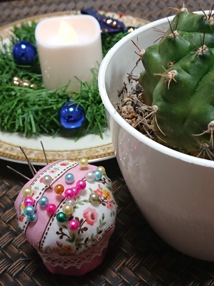 サボテンの投稿画像 By チェリーさん 牡丹玉とハンドメイドとサボテン と緑のある暮らし 19月12月11日 Greensnap グリーンスナップ