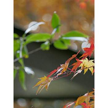 Lumix G Vario 100 300mm F4 0 5 6 の投稿画像一覧 Greensnap グリーンスナップ