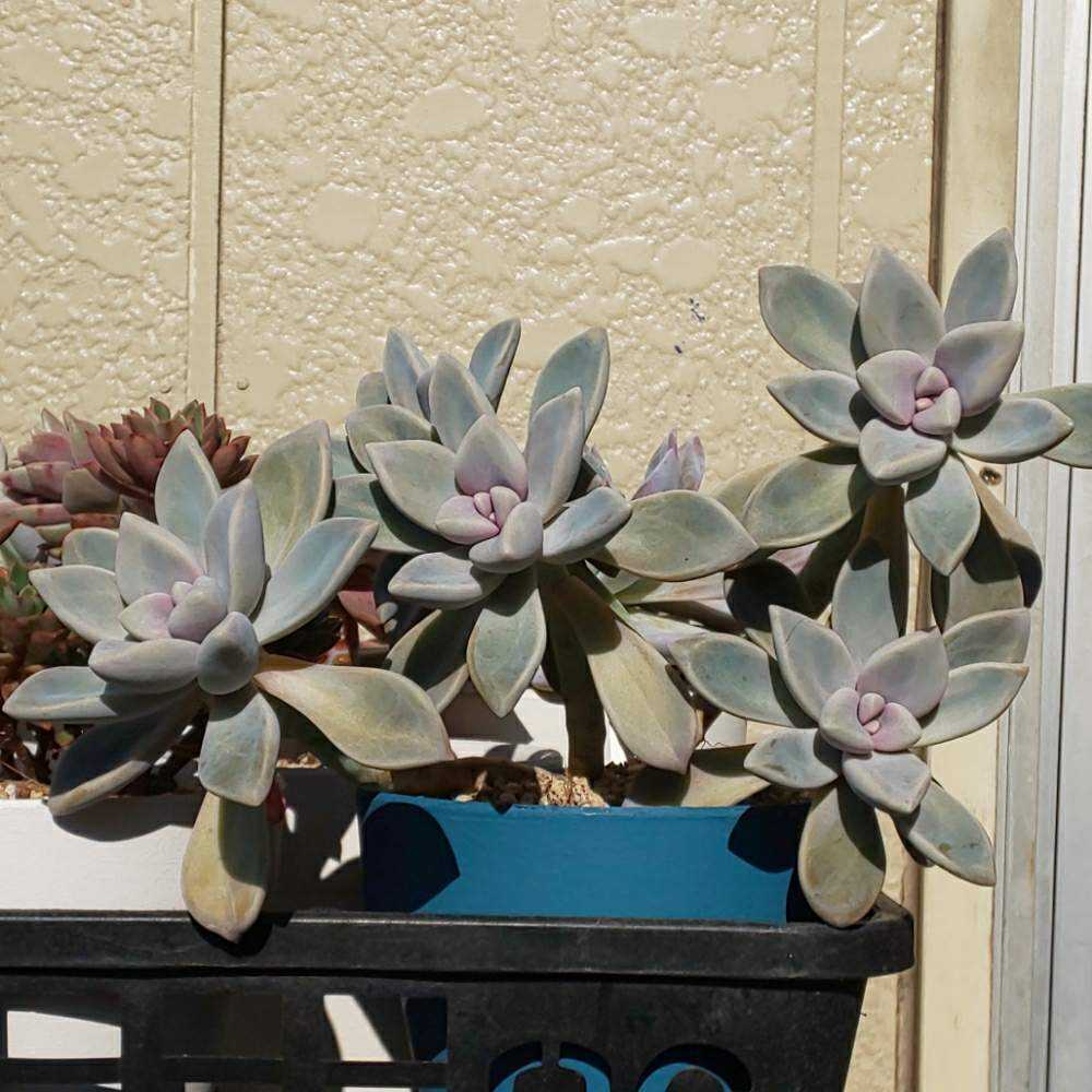 102 淡雪の生長記録 Vol.1 2022.03.19結｜🍀GreenSnap（グリーンスナップ）