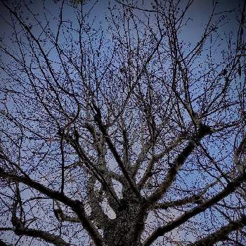 奈良市の画像 by tamagomen. nara.1964さん | お出かけ先と植物観察日記とiPhone11ProMaxと気温10℃とところにより曇りと奈良市とモミジバフウの木と奈良県と自然観察日記と冬の光景