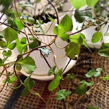 ワイヤープランツ スペードの投稿画像一覧 Greensnap グリーンスナップ