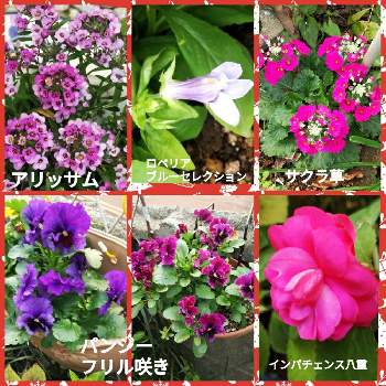 ロベリア ブルーセレクションの投稿画像一覧 Greensnap グリーンスナップ ロベリア ブルーセレクションの投稿画像一覧 Greensnap グリーンスナップ