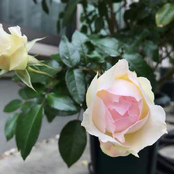 薔薇 に 囲ま れ て