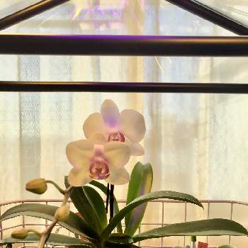 ミキスマイルの画像 by 蘭ニックさん | 窓辺とミキスマイルと窓辺の植物と緑のある暮らしと仕切り直しと緑の初心者と洋蘭チャレンジと花のある暮らしと西洋蘭とただいま開花中！