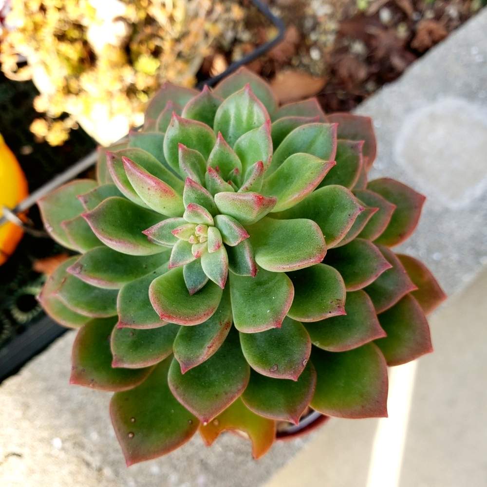 多肉植物の投稿画像 By 栗もなかさん 熊本と エメラルドリップと多肉おばちゃん 19月12月12日 Greensnap グリーンスナップ