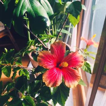 ハイビスカス ❁の画像 by ほっぺさん | 窓辺と花のある暮らしといい天気とハイビスカス ❁