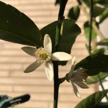 ライムの花の投稿画像一覧 Greensnap グリーンスナップ ライムの花の投稿画像一覧 Greensnap グリーンスナップ