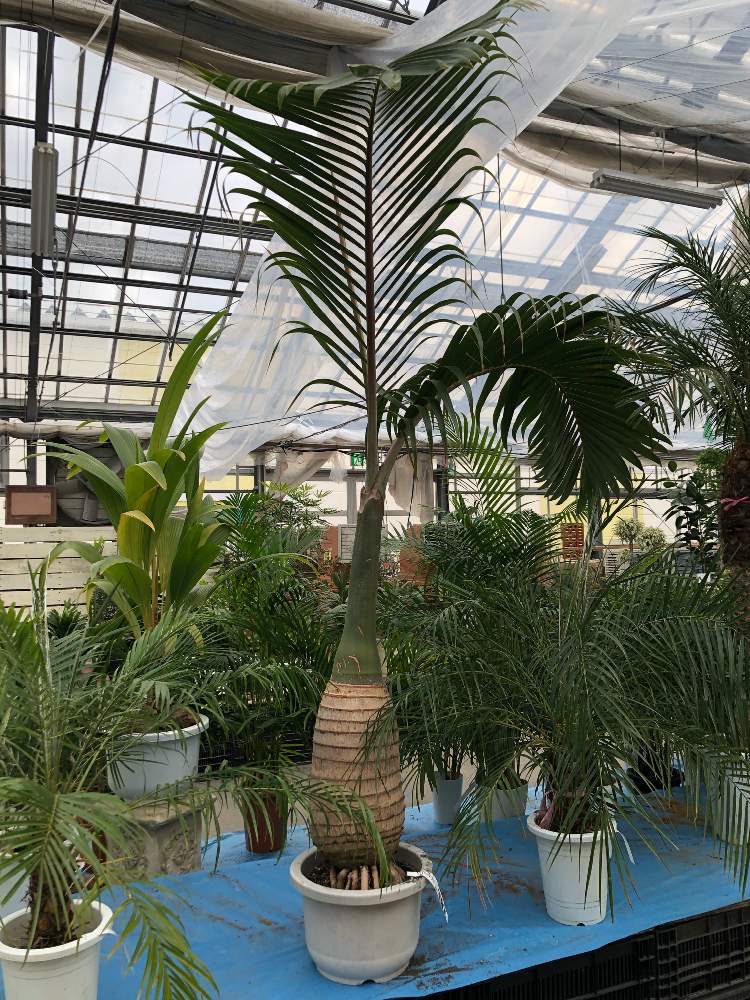 トックリヤシの投稿画像 By K2さん ヤシの木と観葉植物と南国植物と鉢植えとヤシ 19月12月12日 Greensnap グリーンスナップ