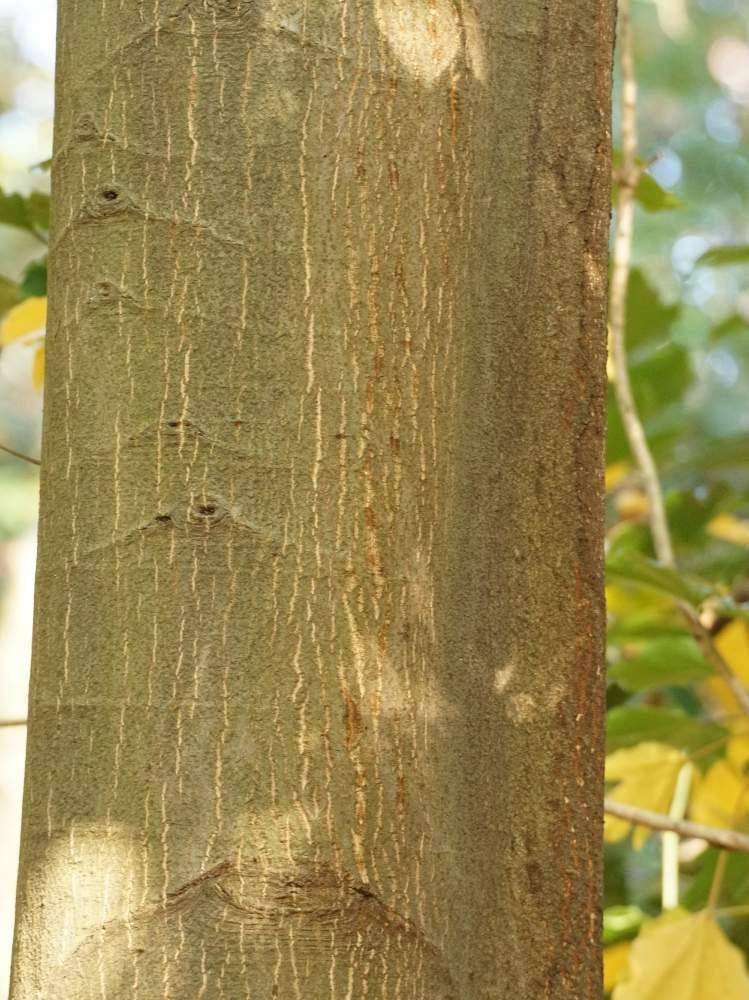 ツブラジイの樹皮の投稿画像 By Minoさん ドングリの木と東山植物園と樹皮図鑑とブナ科と樹木図鑑と植物園と木本類とドングリの木と東山植物園と樹皮図鑑 とブナ科と樹木図鑑と植物園と木本類 19月12月12日 Greensnap グリーンスナップ Greensnap グリーン