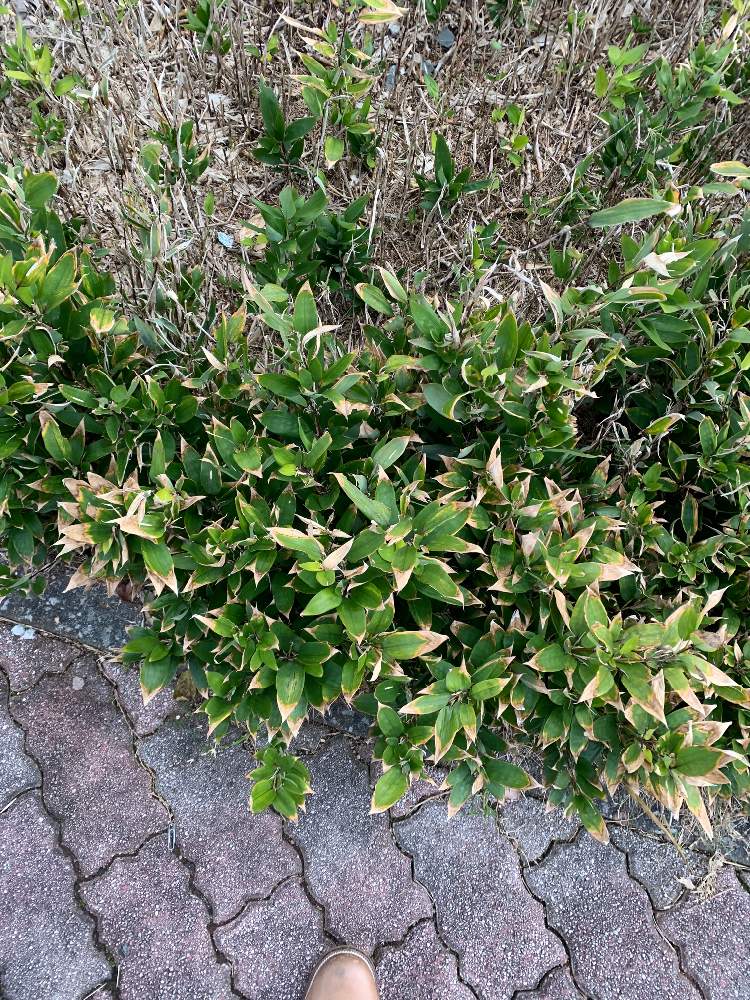 オカメザサの投稿画像 By きよっさんさん 19月12月12日 Greensnap グリーンスナップ