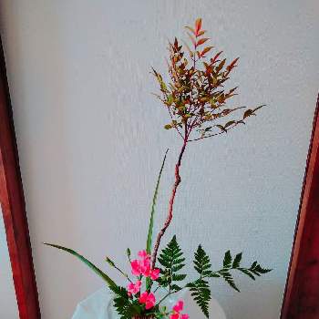 姫南天の投稿画像一覧 Greensnap グリーンスナップ