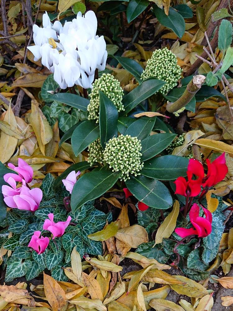 綺麗なスキミア 花 最高の花の画像 綺麗なスキミア 花 最高の花の画像