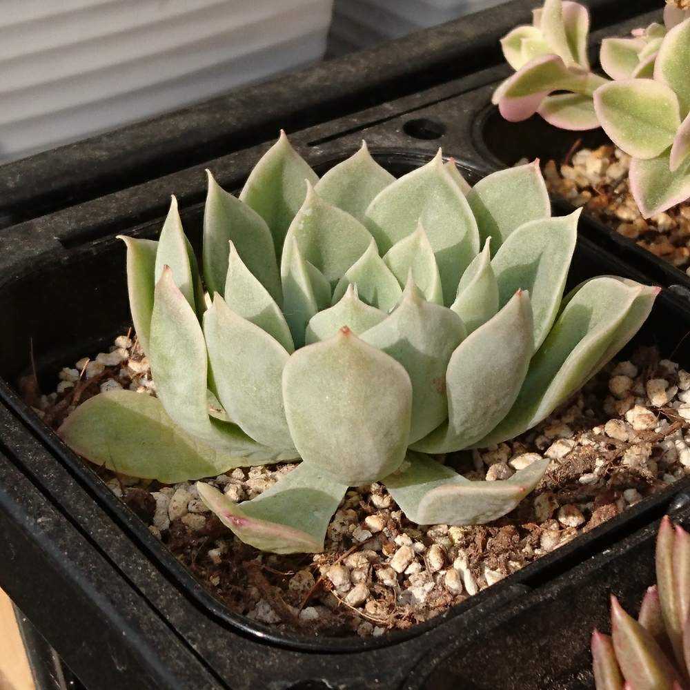105株 W209-1多肉植物 エケベリア ムーン蓮 サボテン 観葉植物