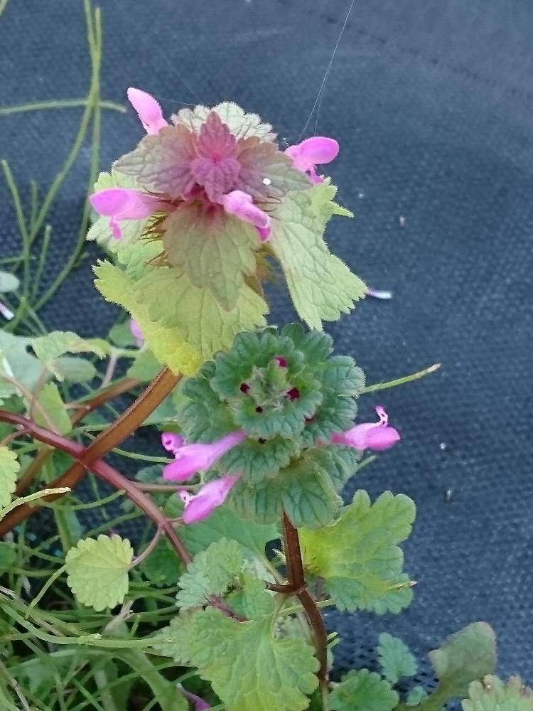 ホトケノザの投稿画像 By おーじさん ヒメオドリコソウと野草と田んぼの花とおさんぽと雑草とお花探しとみちばたと花のある暮らし 19月12月12日 Greensnap グリーンスナップ