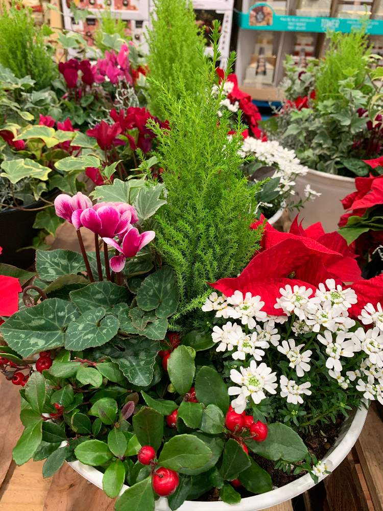 クリスマス寄せ植えの投稿画像 By くわまささん 華やかになるねとチーム愛知とコストコ羽島とクリスマス寄せ植えと華やかになるねとチーム愛知とコストコ羽島 19月12月12日 Greensnap グリーンスナップ Greensnap グリーンスナップ