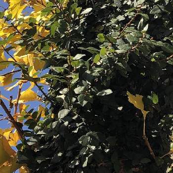 銀杏の樹シリーズ　和堂の画像 by Kazyanさん | 名前を教えて！と花のある街角と銀杏の樹シリーズ　和堂