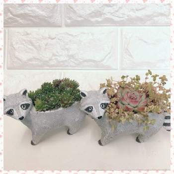 頑張れ 新井さん の投稿画像一覧 Greensnap グリーンスナップ