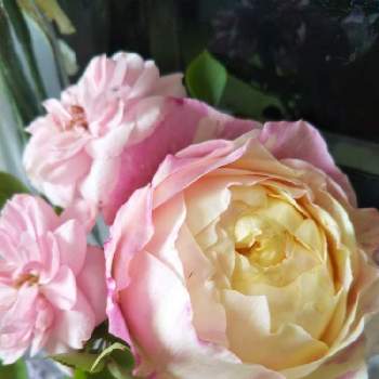 クロード モネ 薔薇の投稿画像一覧 Greensnap グリーンスナップ