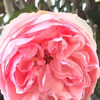 バラの小道の画像 by pipiさん | ピエールドゥロンサールとバラの小道とピンクの薔薇と今日のお花と我家の花達と花のある暮らし