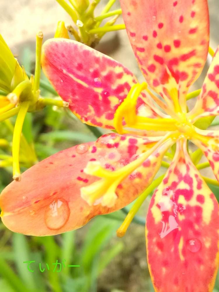 ひおうぎ 檜扇 の投稿画像 By ティガーさん 花のある暮らしと植物好きと接写が好きと雨粒きらり 19月12月13日 Greensnap グリーンスナップ