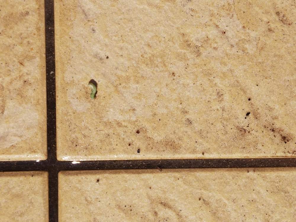 パンジー ビオラの投稿画像 By オリカナさん 害虫対策と害虫に負けるなと害虫被害と相談と花のある暮らしと害虫 19月12月13日 Greensnap グリーンスナップ