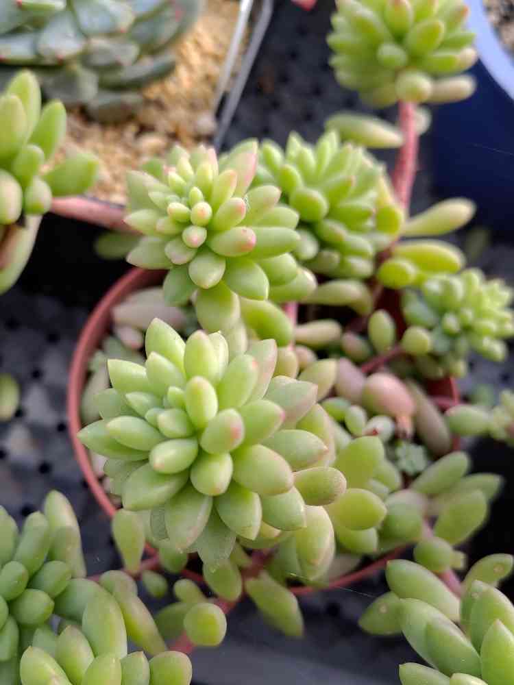 多肉植物 ピンクと緑のグラデーション*2 多肉植物 ピンクと緑のグラデーション*2 スウィートピンク 蛍光