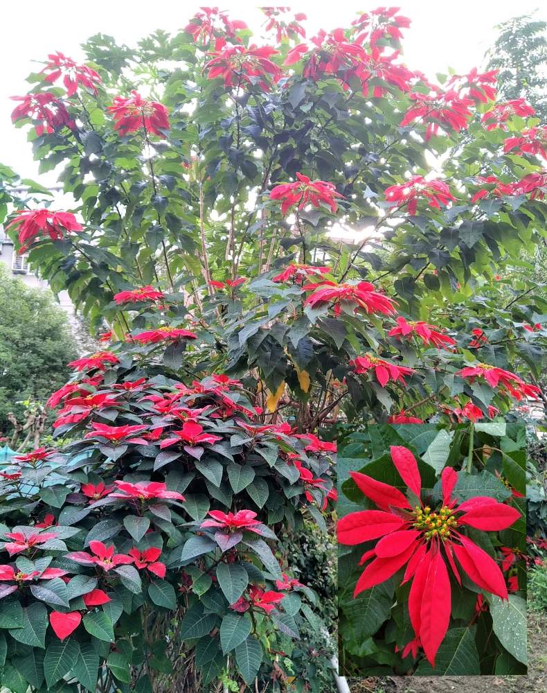 ポインセチアの投稿画像 By Shiba47さん 台湾と今朝の散歩と綺麗なお花 19月12月13日 Greensnap グリーンスナップ