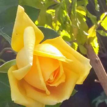 薔薇マルコ・ポーロの画像 by kazuさん | 小さな庭と黄色いバラと薔薇♪と花のある暮らしと薔薇マルコ・ポーロ