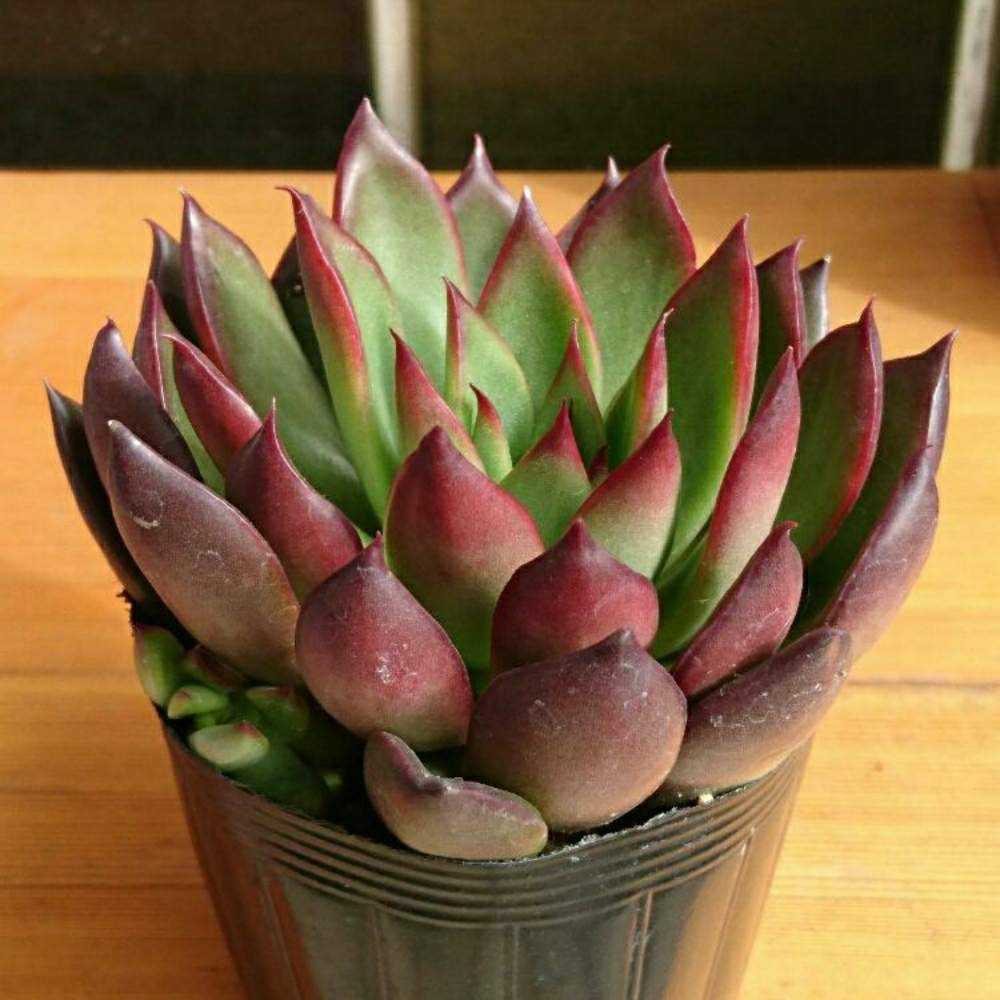 112 ルブラの生長記録 Vol.1 2022.02.23結｜🍀GreenSnap（グリーン