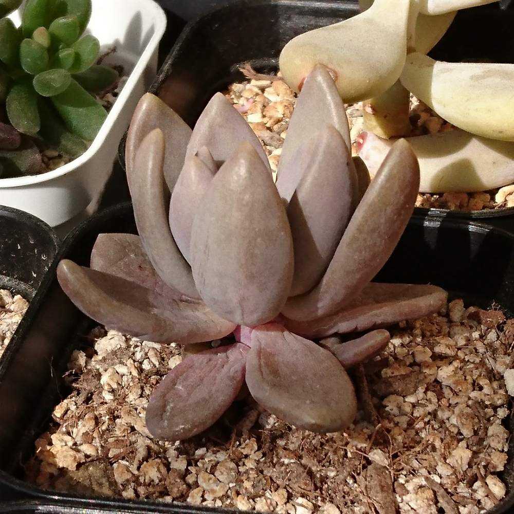 113 紫麗殿の生長記録 2022.04.09更新｜🍀GreenSnap（グリーンスナップ）