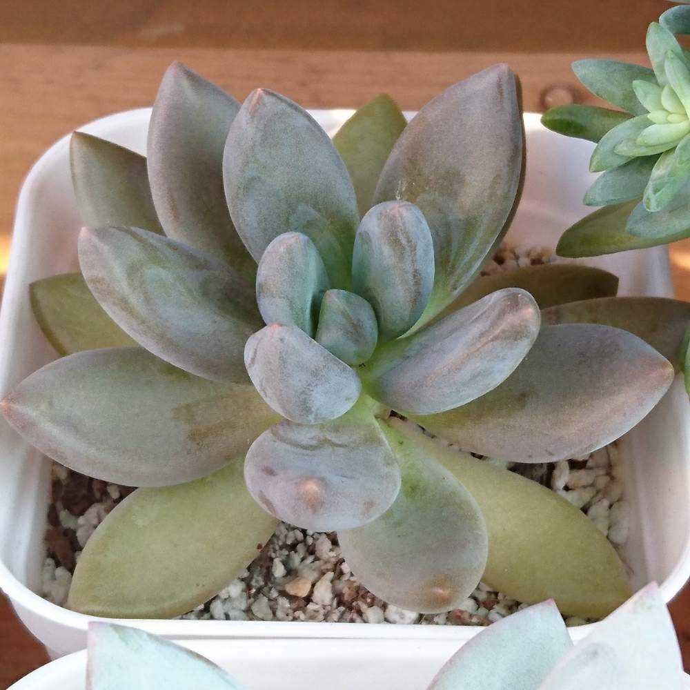 113 紫麗殿の生長記録 2022.04.09更新｜🍀GreenSnap（グリーンスナップ）