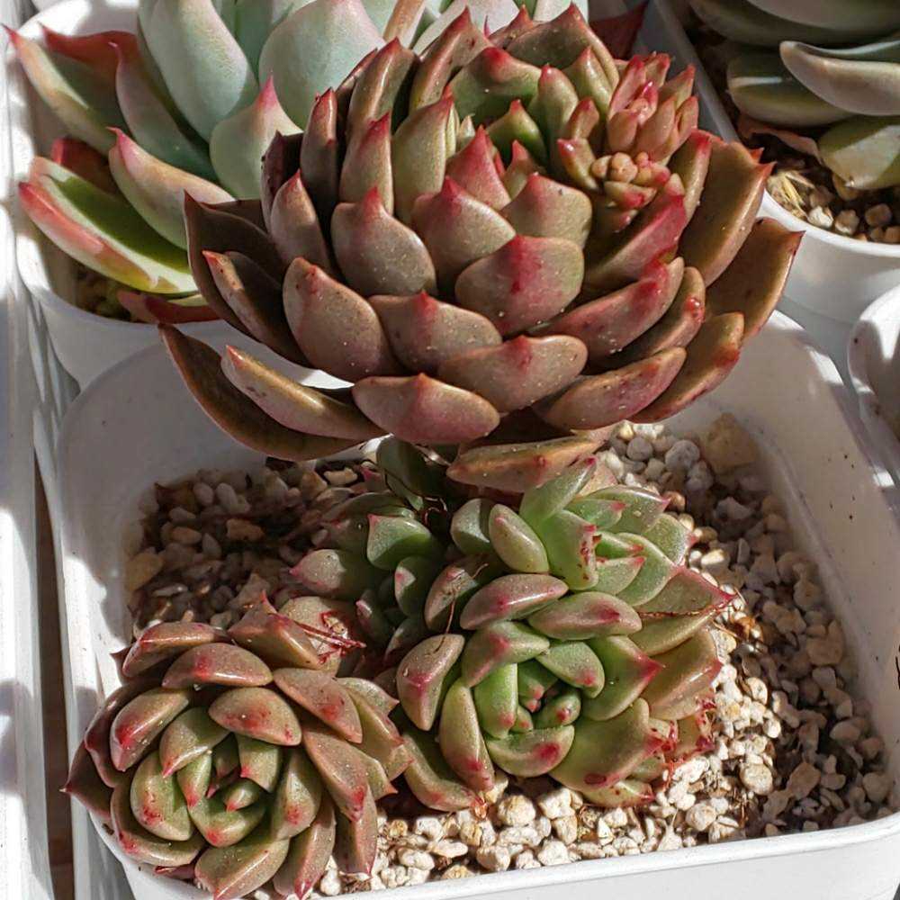 多肉植物 オリビア　抜き苗　エケベリア 多肉植物 オリビア 抜き苗 エケベリア 【公式通販】