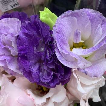 コストコ羽島の投稿画像一覧 Greensnap グリーンスナップ