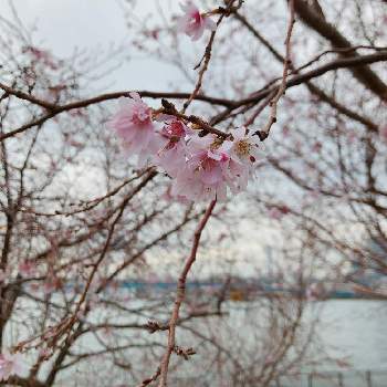 季節外れの桜の投稿画像一覧 Greensnap グリーンスナップ