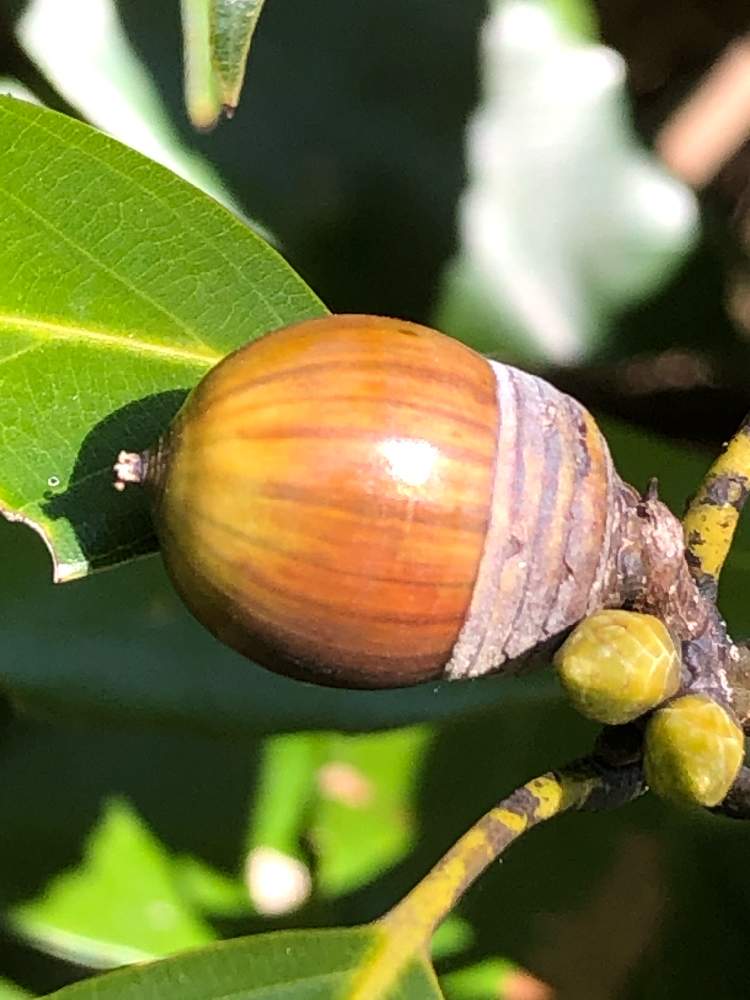 どんぐりの投稿画像 By うぼさんさん かわいいとかわいい 19月12月14日 Greensnap グリーンスナップ