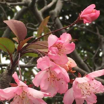 カイドウザクラの投稿画像一覧 Greensnap グリーンスナップ