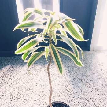 ソングオブインディアの投稿画像一覧 Greensnap グリーンスナップ