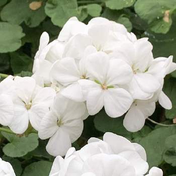 最高白い ゼラニウム 最高の花の画像