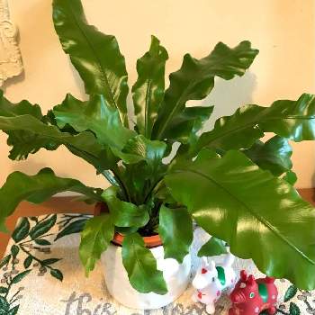 アスプレニウム ニダス アビスの投稿画像一覧 Greensnap グリーンスナップ