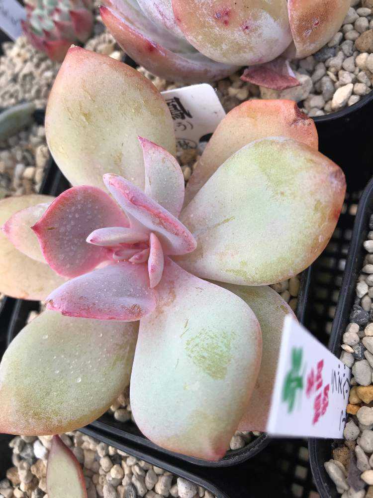 白鳳成長記録｜🍀GreenSnap（グリーンスナップ）