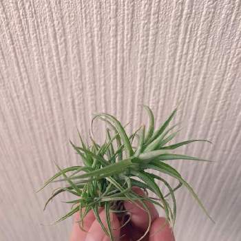 チランジア アエラントス ミニアータ の投稿画像一覧 Greensnap グリーンスナップ