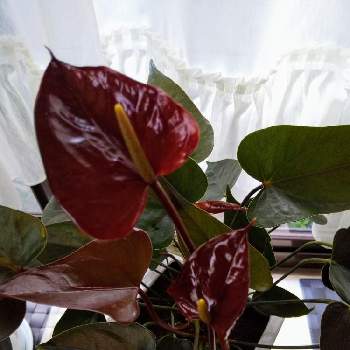 アンスリウムアンドレアナムの画像 by ナミママさん | 窓辺と１年ぶりにさいたとありがとう❤️とアンスリウムアンドレアナムと花に魅せられてとガーデニングと花のある暮らし