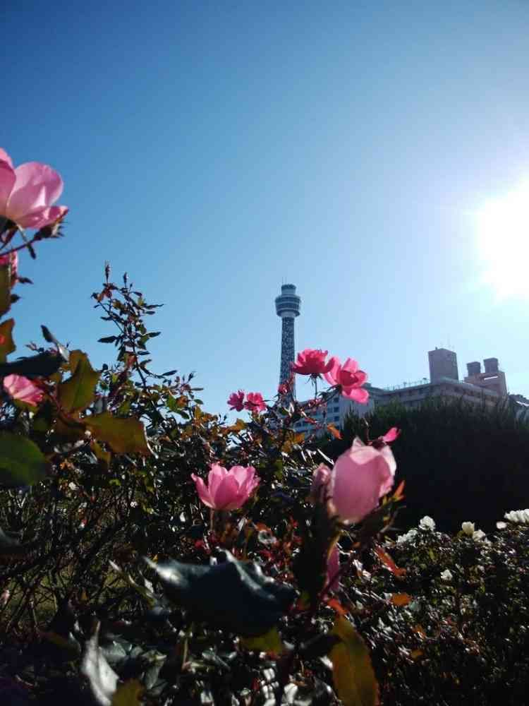 カコさんの山下公園への投稿