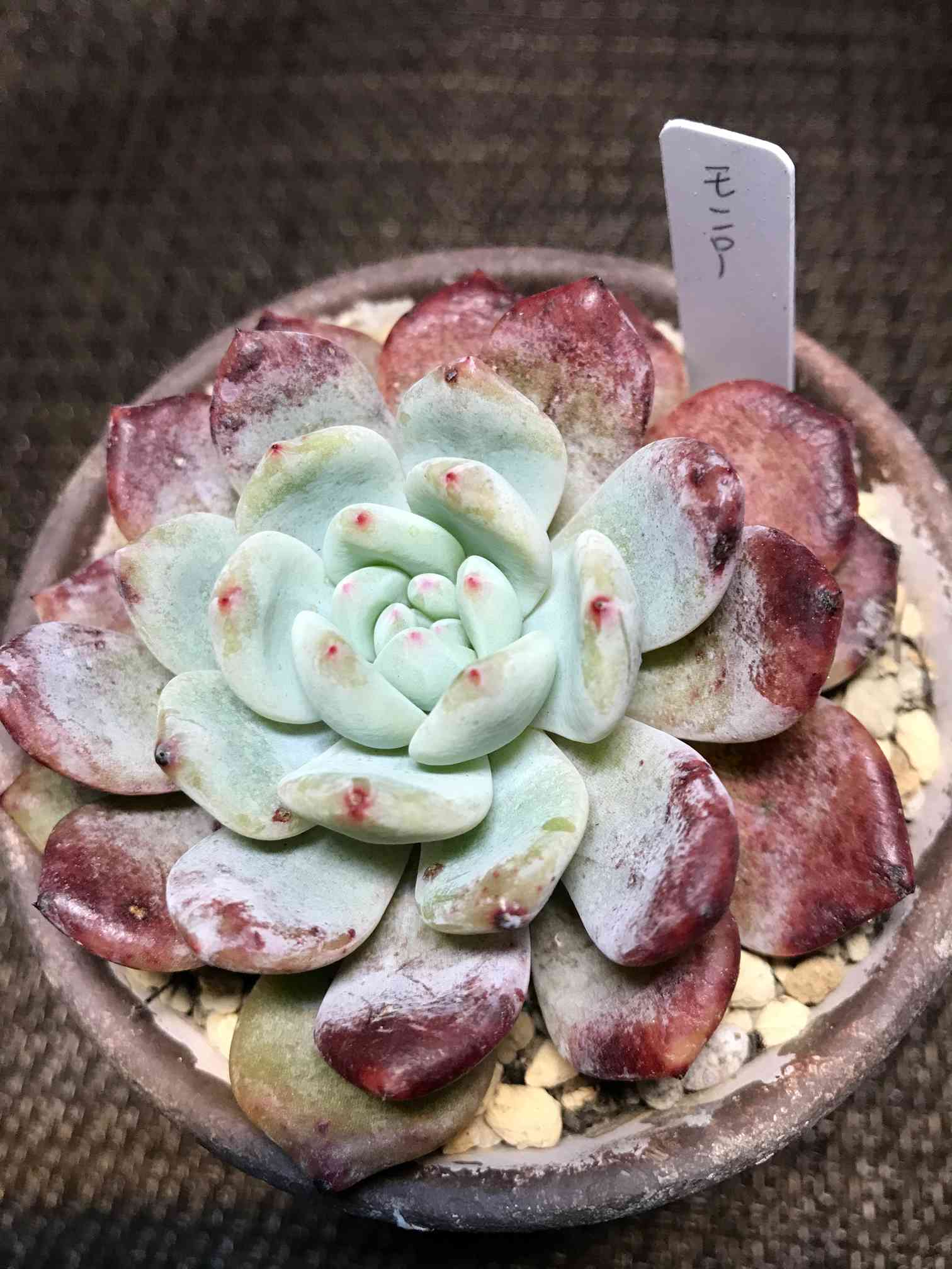 多肉植物 10cm超 ❁︎モンロー錦 未発根 多肉植物 10cm超 ❁︎モンロー