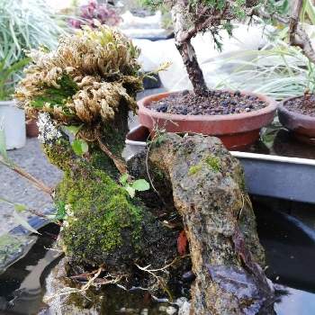 軽石盆栽 石付の投稿画像一覧 Greensnap グリーンスナップ