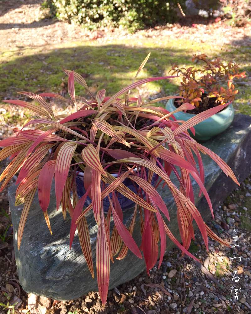 山野草の投稿画像 By 美野美谷さん 和の庭とシマツルボ と和風の庭と縞蔓穂とm S Style Bonsaiと広い庭とm S Style Bonsai 草もの と山野草と和の庭とシマツルボ と和風の庭と縞蔓穂とm S Style Bonsaiとm S Style Bonsai 草もの 19月12月14日 Greensnap